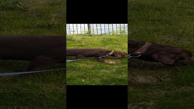 VID_20230705_191234.mp4