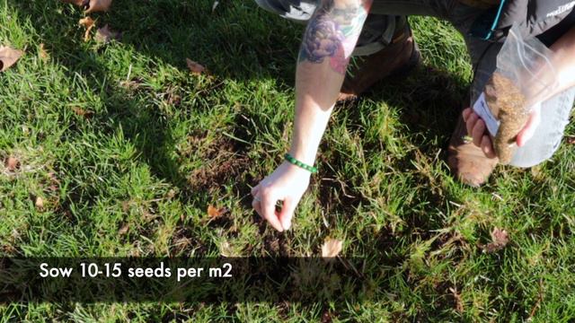 How to sow yellow rattle in a meadow: to reduce grass & increase flowers