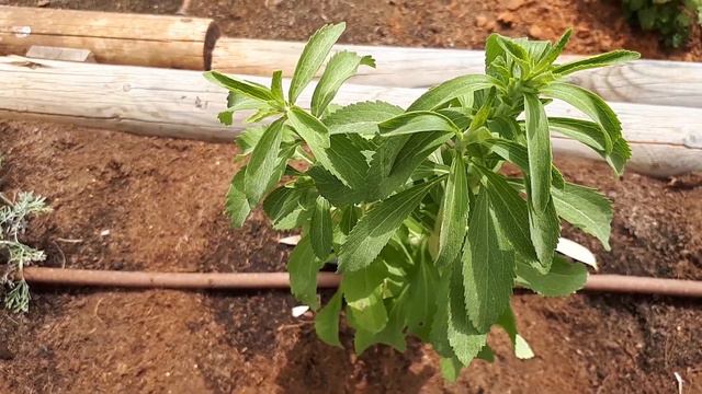 Stevia Plant - How To Grow & Care - Sweetener (Candyleaf)