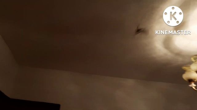 Дом в станице.Боремся с нашествием мышей. Приехали в Краснодар погулять.