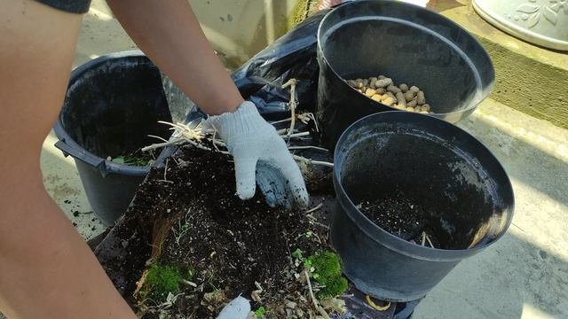 будем спасать гартензию .