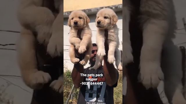 the pets park nagpur -9021644447 golden retriver puppy available in nagpur looking for careing faml
