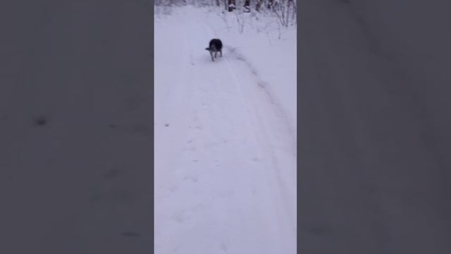🌲🐺🌲 Собака убегает от Вас на прогулке? / Australian cattle dog