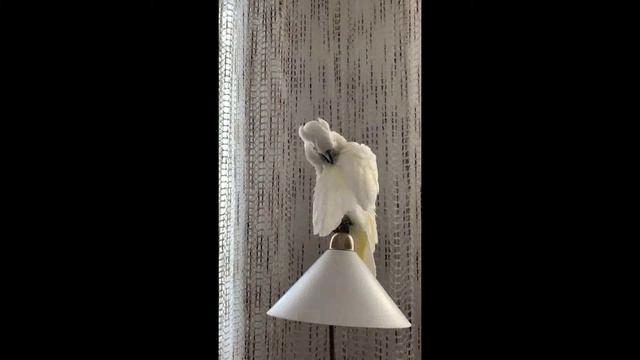 Cockatoo alba, umbrella cockatoo shouts; #umbrella cockatoo #bird #parrot #cockatoo #pets