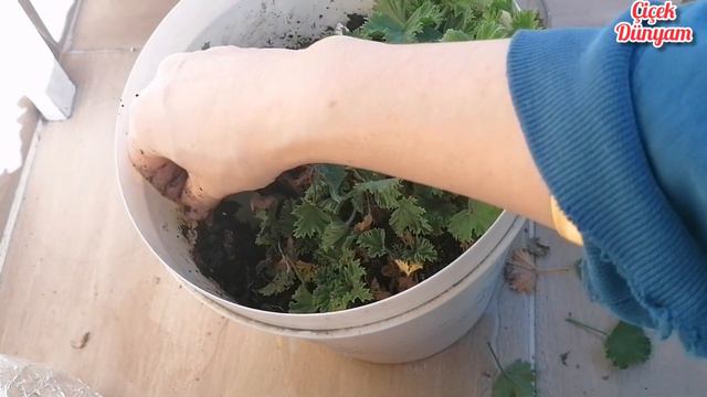 CEYLANGÖZÜ SARDUNYA BUDAMA ÇOĞALTMA Gazelle geranium pruning and reproduction my balcony flowers