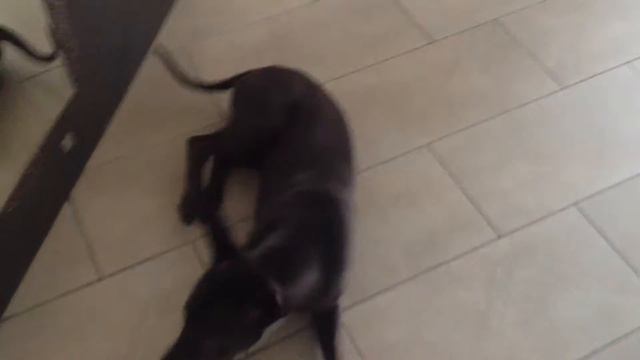 Тайский риджбек, немного выполнения команд =)