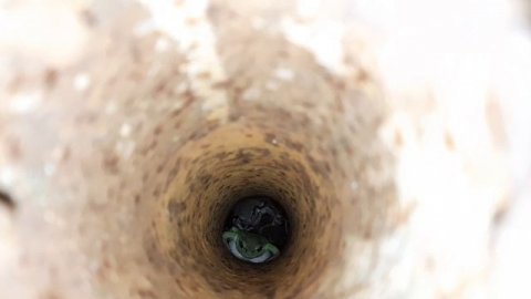 Лягушка живёт внутри трубы!