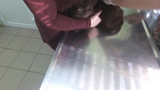 Кіт Сімба на прийомі у ветеринарного дерматолога. Ч.1.