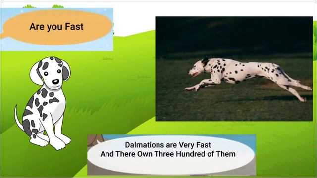 Meet the Animals 4: Dalmatian