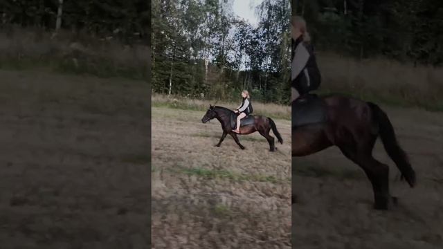 @banditka_2520=1f0d68.mp4