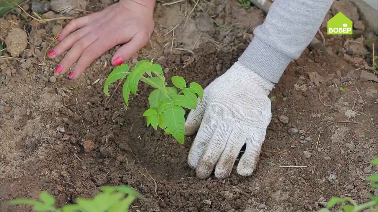 Как высадить рассаду томатов и перца в теплицу. Как получить богатый урожай томатов и перцев