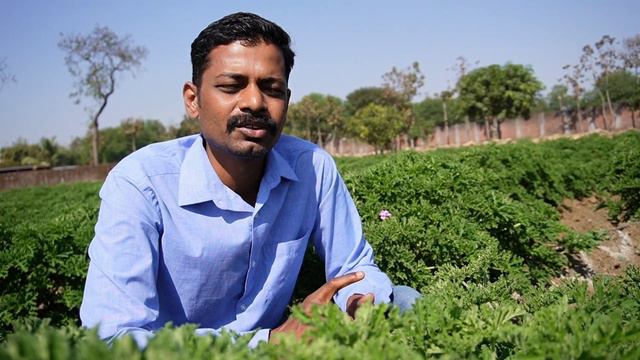 Geranium Flavoured Plants Farming । सुगंधित वनस्पति जिरेनियम की खेती छत्तीसगढ़ में पहली बार ।