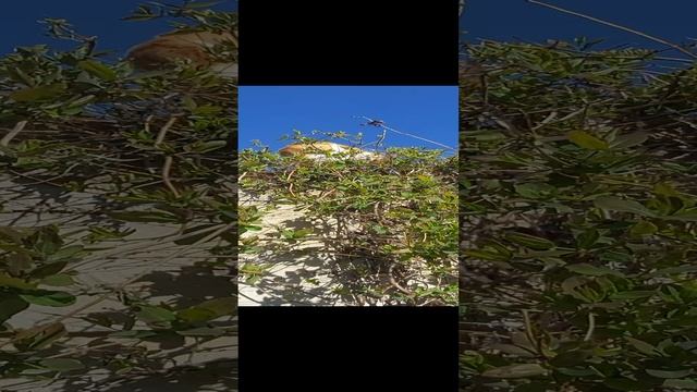 20230502_084750.mp4