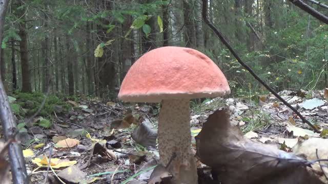 Лес Грибы Красные Чайка Forest Mushrooms 2020 09 29