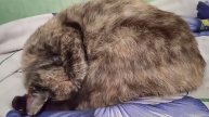 какая может быть погода от такой позы у кошки