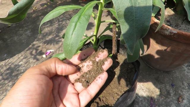 Growing Stock Flower (Matthiola Incana). How To Grow Stock Flower Plants.