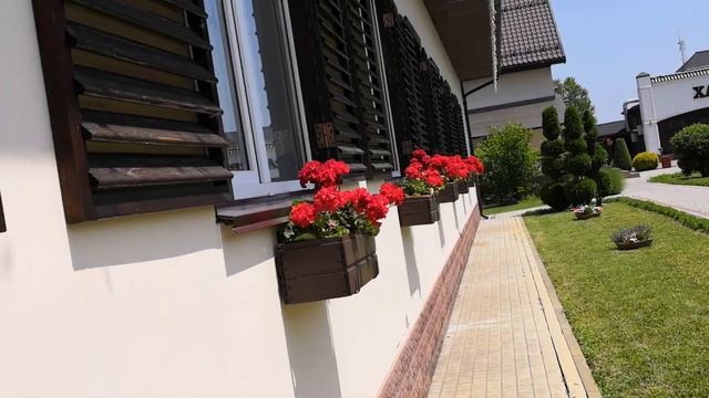 Герань, уход летом и