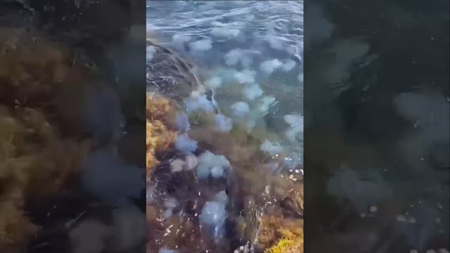 Обстановка в Крыму: там сейчас страшно красивое нашествие медуз.