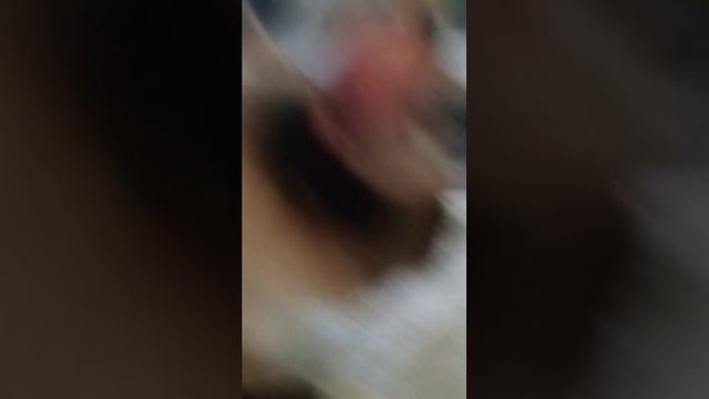 игры с кошками и другое с ней