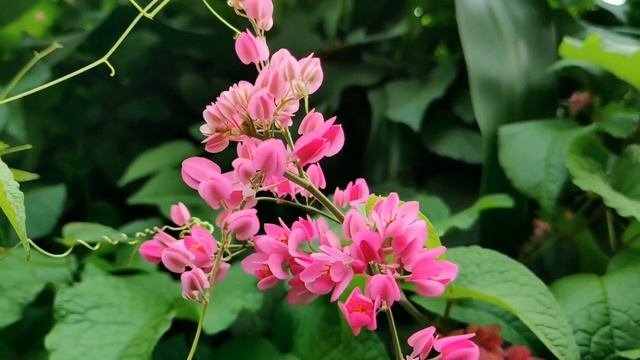 Нежное и красивое видео - "Оттенки розового".