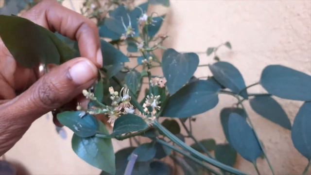 How to grow Bridal Bokka plant | Clematis Terniflora | Tamil | Tips and Tricks |