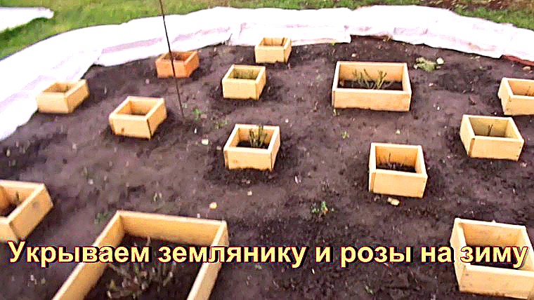 "Укрываем на зиму землянику и розы"#сад#огород#дача