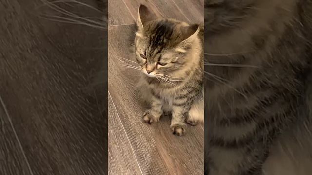 😼😽😸Джина-мама сибирская,папа Майн-кун(кошка у родственников в Рязани)#кошка #лайф #животные🫶❤️😊