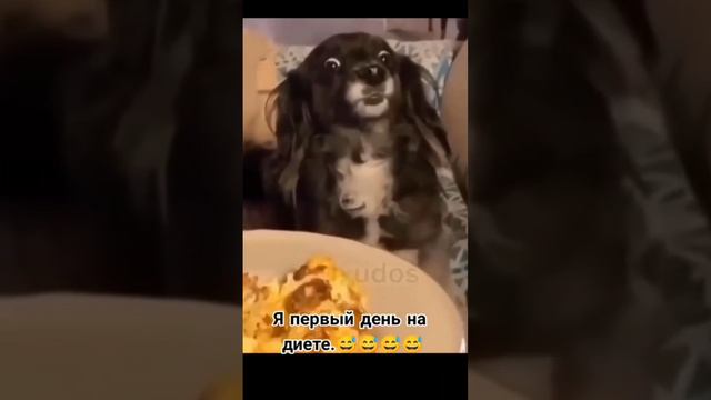 первый день на диете🤣