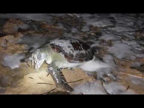 Находка мёртвой зелёной черепахи (Chelonia mydas) на Кипре. 23.12.2019.