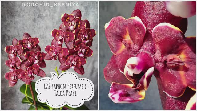 Phal. L22 Yaphon Perfume x Taida Pearl 🤎 Очередное домашнее цветение темной восковой орхидеи бабочк