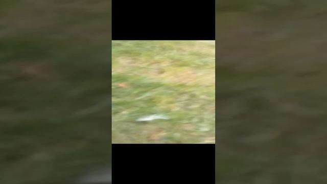 VID_20240913_181836.mp4