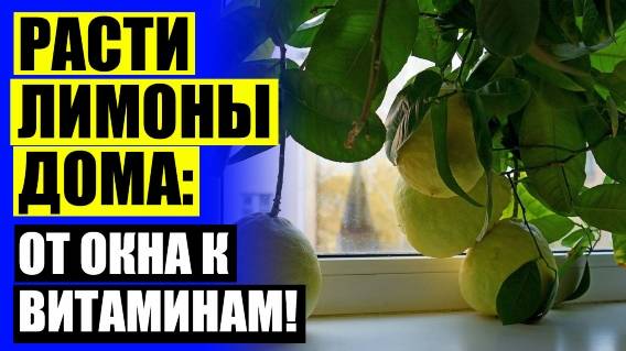 💣 ДОМАШНИЕ ФРУКТОВЫЕ ДЕРЕВЬЯ В ГОРШКАХ КУПИТЬ 🔔 КУПИТЬ КОМНАТНОЕ ДЕРЕВО ЛИМОН 👌