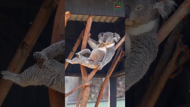 В Австралийском зоопарке засняли самца коалы, который сможет увести у тебя девушку