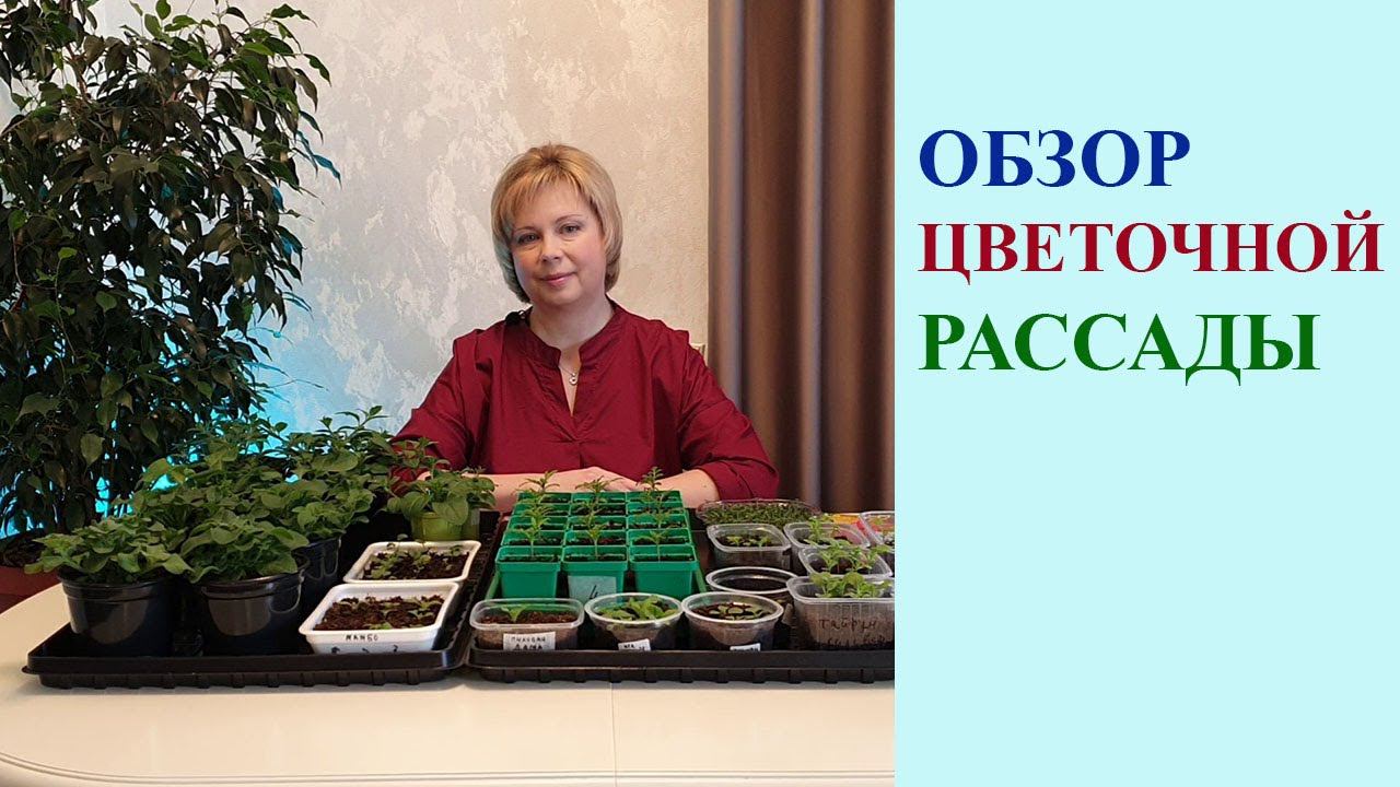 ОБЗОР ЦВЕТОЧНОЙ РАССАДЫ.