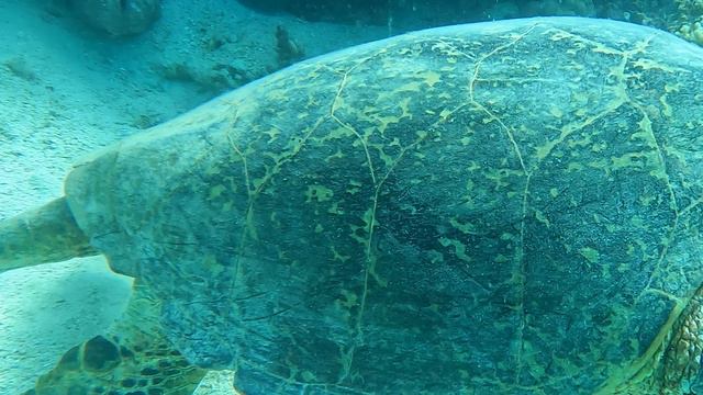 Большая черепаха на 7 метрах возле Coral beach Hurghada. Big turtle near Coral beach Hurghada.