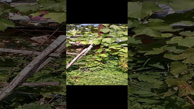 WP_20240918_001