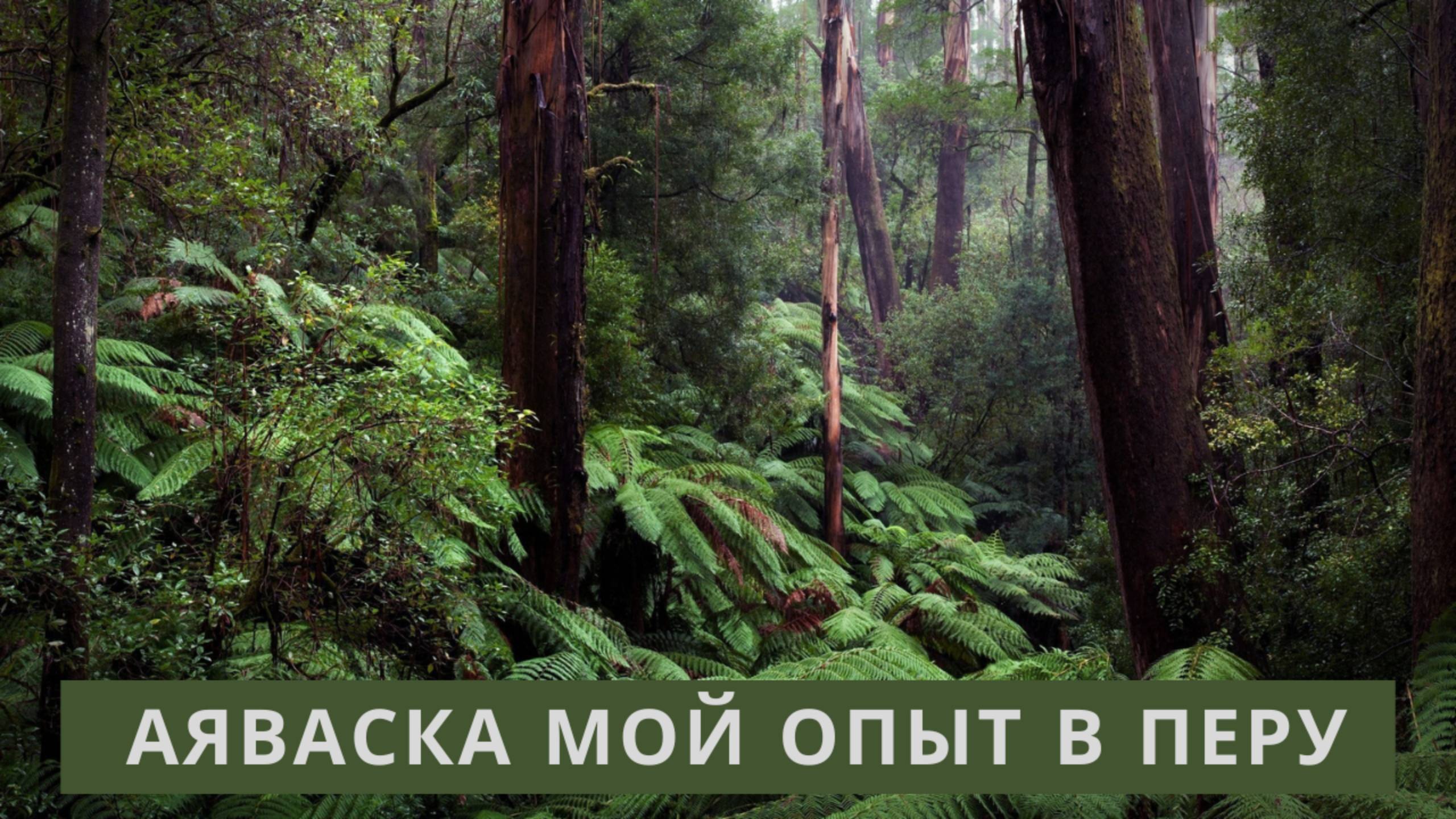 Аяваска Личный Опыт в Перу Икитос Шаманизм - отзыв Ayahuasca Айяуаска Айваска