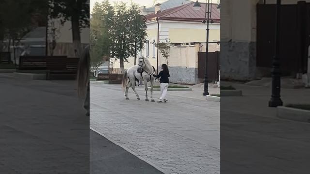 Вот так обращаются с лошадям на Советской!!! на каждом шагу орала и била плеткой, пока не увидела ка