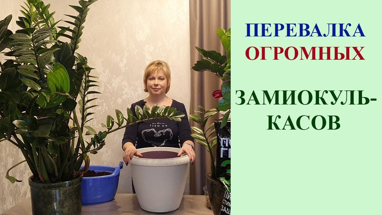 ПЕРЕВАЛКА ОГРОМНЫХ ЗАМИОКУЛЬКАСОВ. ГРУНТ, ГОРШКИ, ПОЛЕЗНЫЕ СОВЕТЫ.