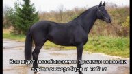 Экскурсии на конеферму Грифон