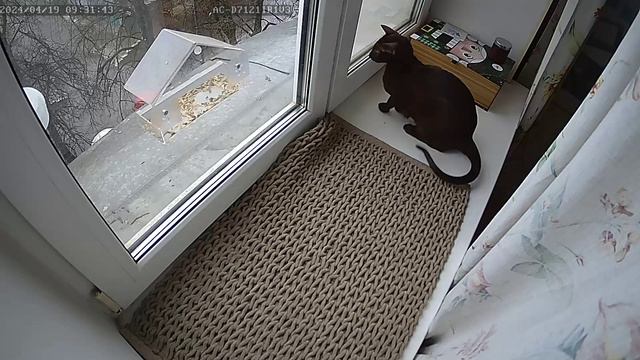 Коты птицеводы
