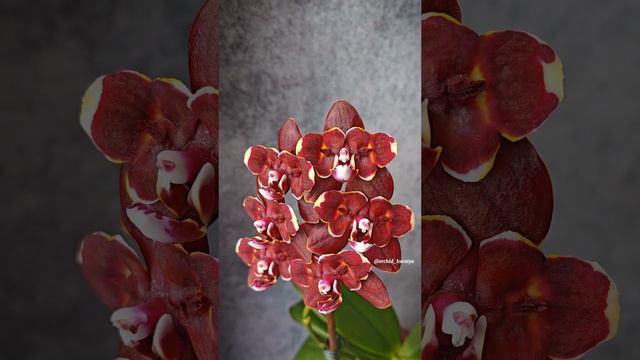 Phal. L22 Yaphon Perfume x Taida Pearl 🤎 Очередное домашнее цветение темной восковой орхидеи бабочк