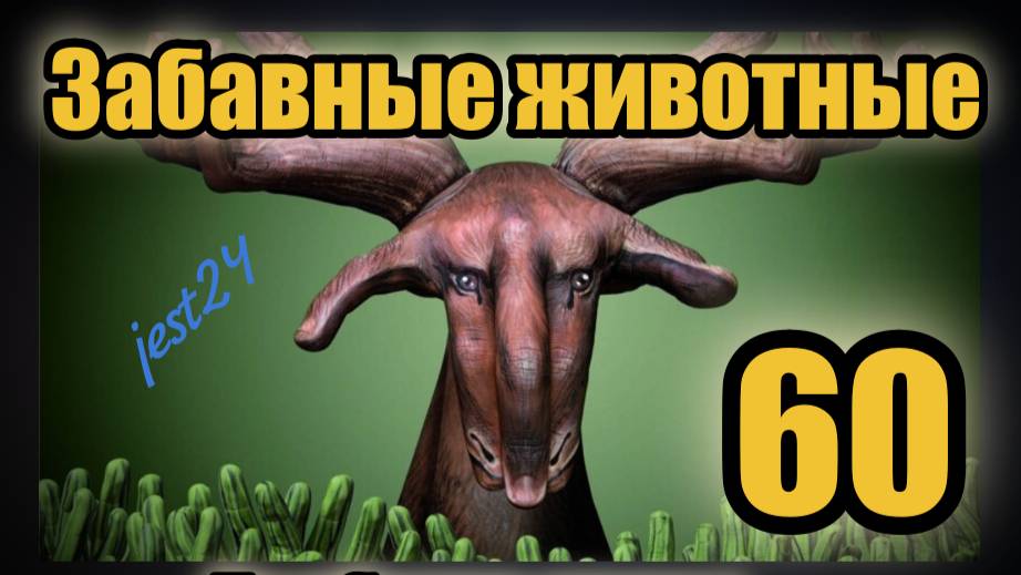 Забавные животные  / Подборка видео №60