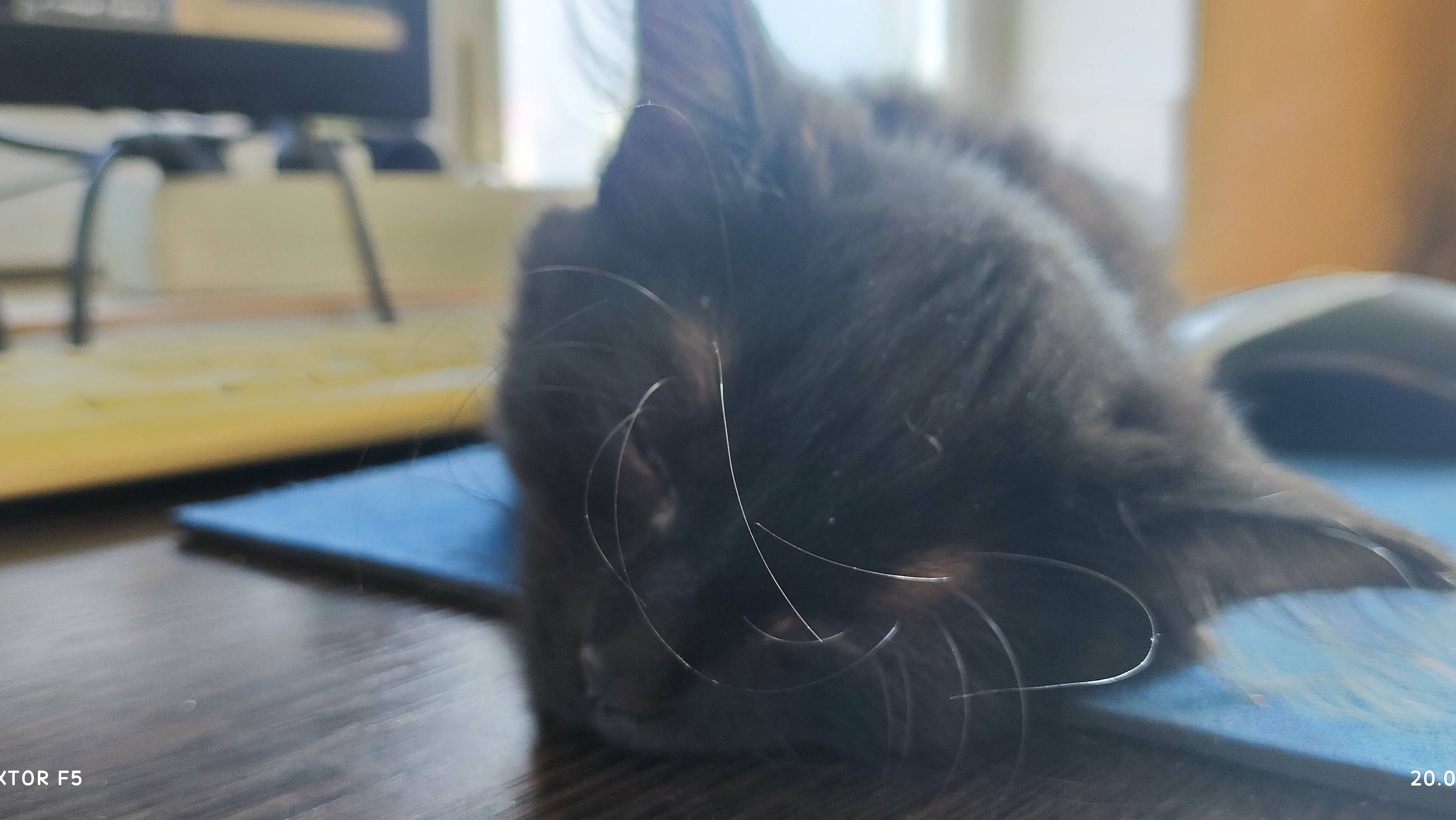 20240820 будни кошачьей жизни