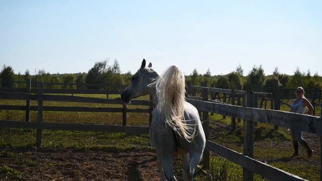 Арабская египетская кобыла. Продана.