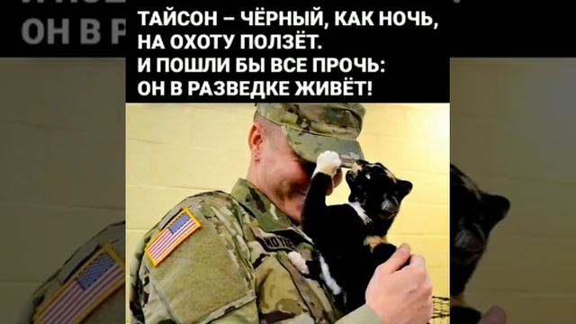 Фронтовые коты