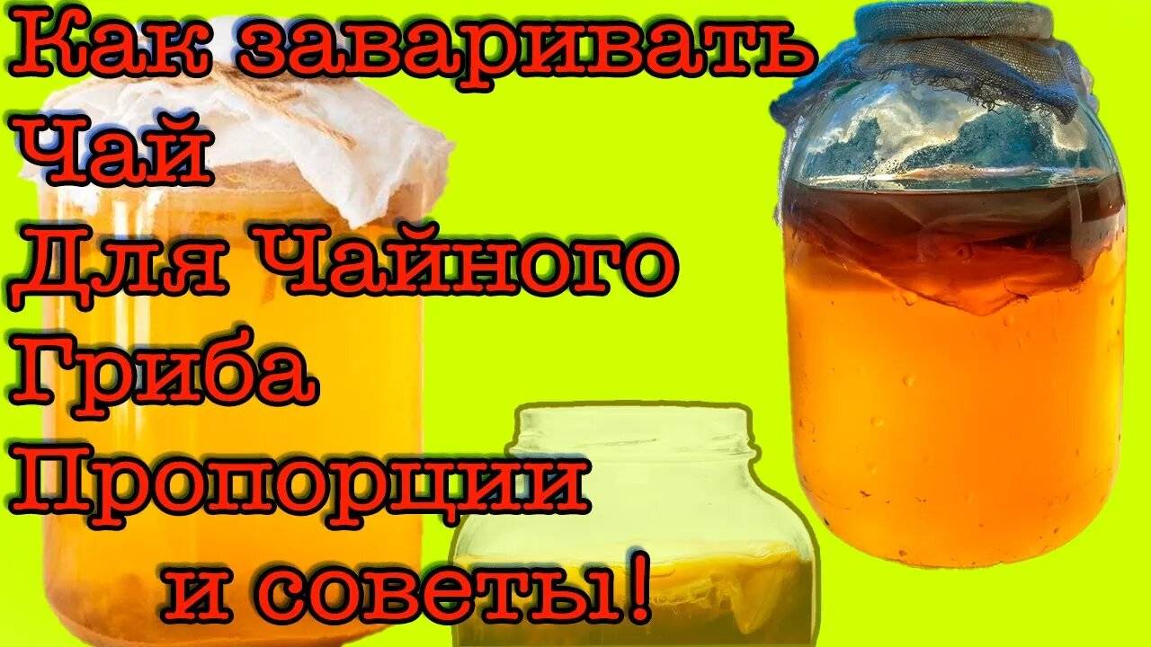 Чайный Гриб инструкция как ухаживать