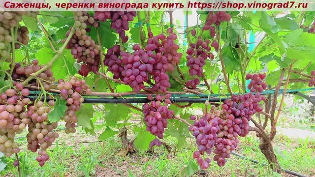 Парад сортов на 27.07.24 года - виноград  Полонез 50. Купить черенки https://shop.vinograd7.ru/