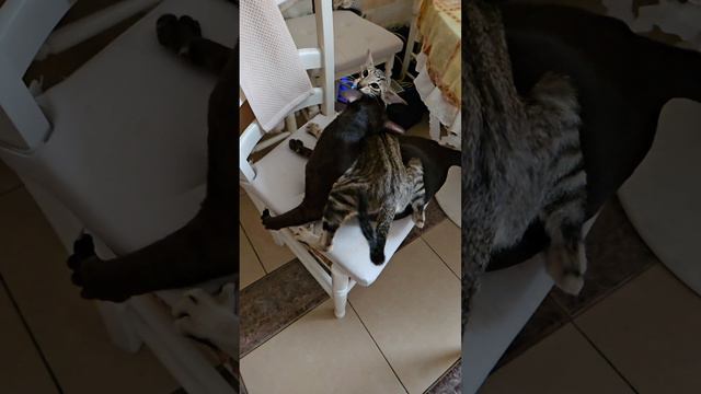 Мортальный котокомбат