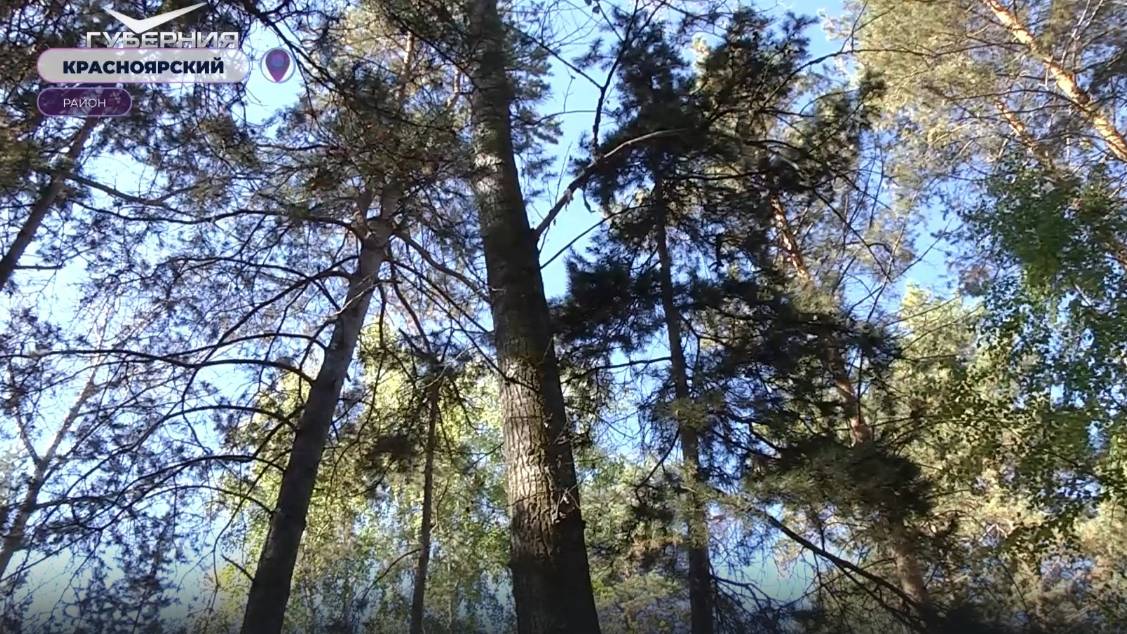 В их руках - зеленые легкие региона. Молодые мастера леса в Самарской области